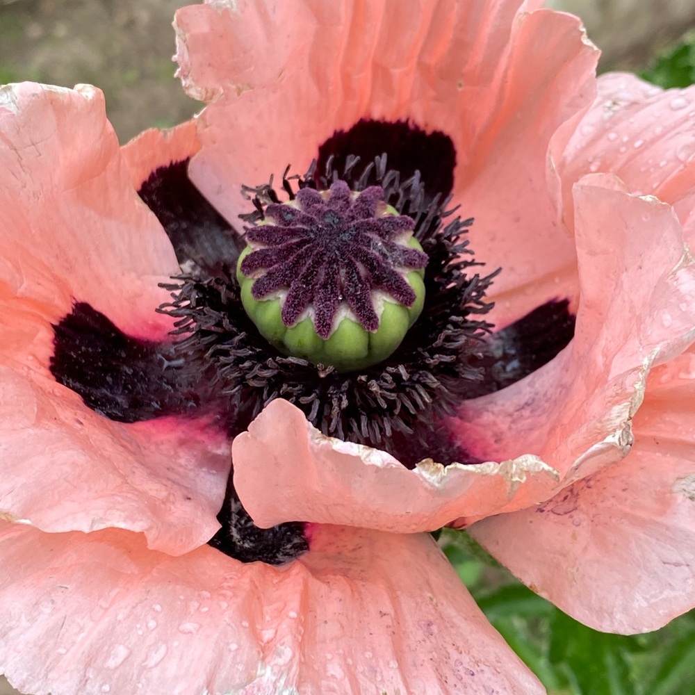 Meet your Posher, Asia